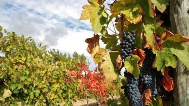 El Gobierno apoyará la competitividad del sector vitivinícola