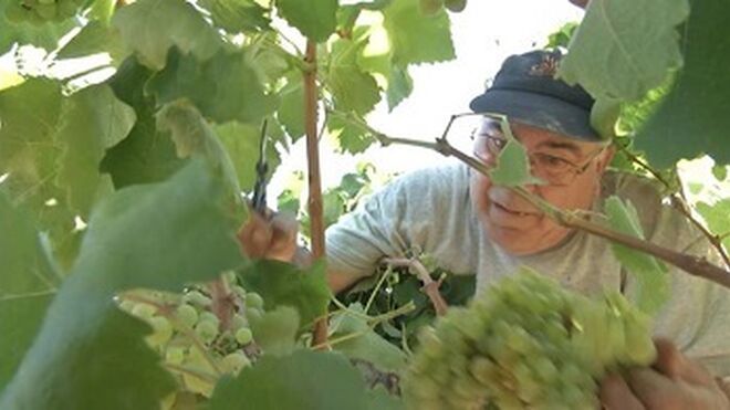 La producción de uva para cava será el 15-18% menor que en 2013