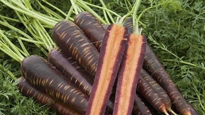 Zanahorias púrpuras vintage