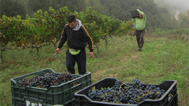 Pazo de Rivas y CSIC buscan una uva tinta Mencía más saludable