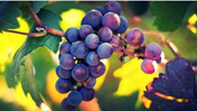 La producción de vino y mosto baja el 22,3% en 2014