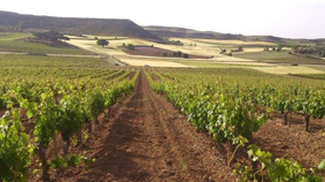 Bodegas Torres quiere elaborar un vino icónico en Ribera del Duero