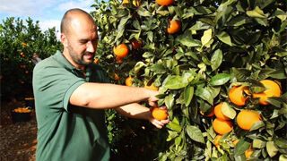 Mercadona aumenta el 30% las compras de naranja española
