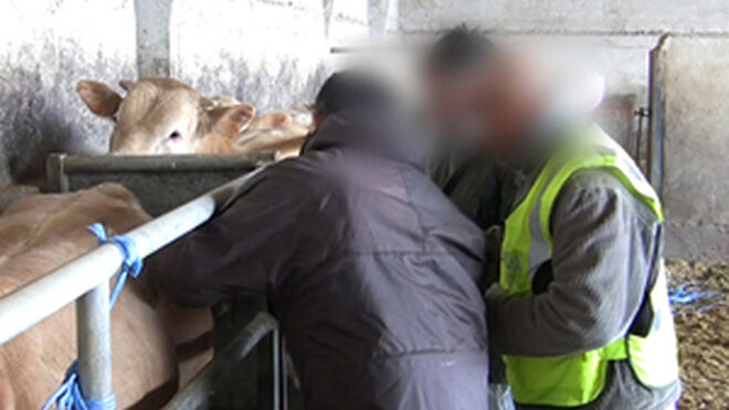Catorce detenidos por prácticas de engorde ilegal de ganado bovino