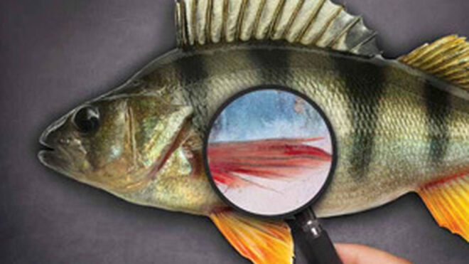 El preocupante "fraude" y "timo" del mal etiquetado del pescado