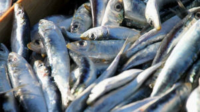 Magrama cierra la pesquería de sardina ibérica y besugo