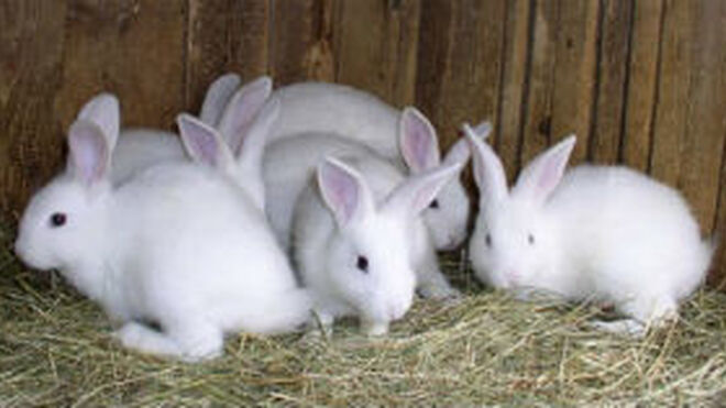 UPA denuncia la "pavorosa bajada" del precio del conejo