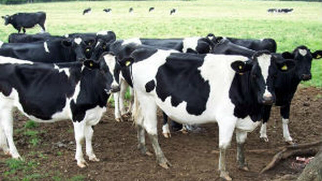 España pierde numerosas granjas lácteas, sobre todo en Galicia