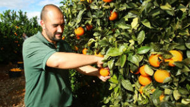 España pide más ayudas a la UE para frutas y hortalizas