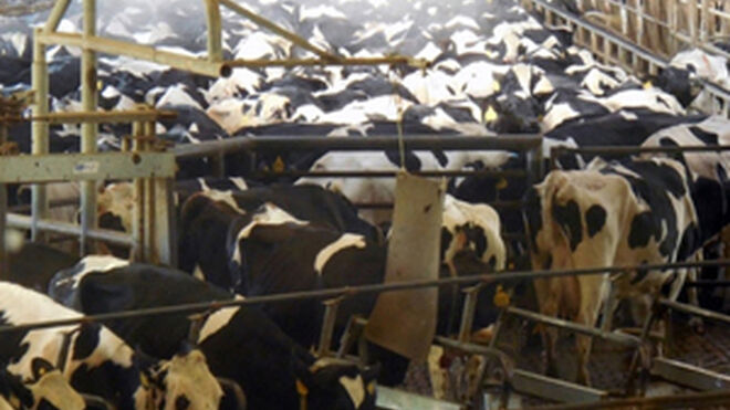 Internet se moviliza en contra y a favor del "monstruo lácteo" de Soria