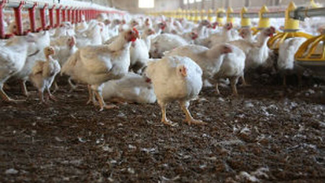 La industria avícola se beneficiará de la innovación en sus envases