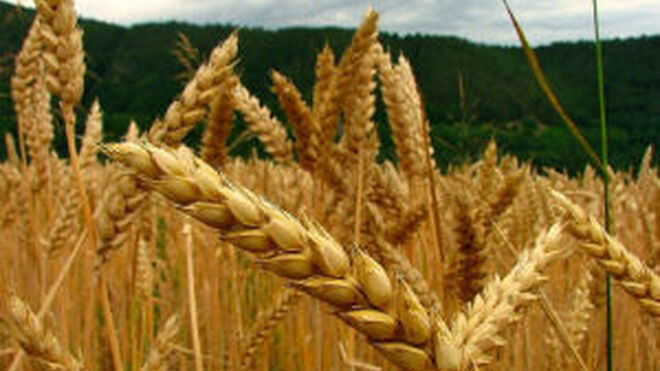 Aparecen detalles ocultos en el genoma del trigo del pan