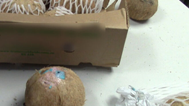 Unos cocos con una desagradable sorpresa en su interior