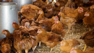 Ebro Foods: sin huevos de gallinas enjauladas