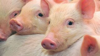 El sector porcino cierra un 2017 "histórico" en facturación