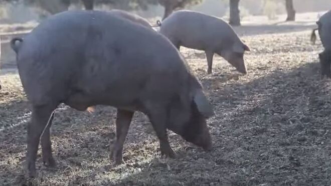Auchan reincorpora el cerdo de bellota ibérico fresco a sus estantes