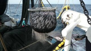 El atún tropical sostenible necesita a la distribución