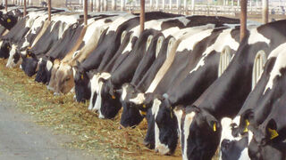 El sector lácteo español pierde 25 M€ al mes, según UPA