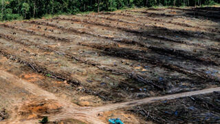 Greenpeace denuncia al mayor comerciante de aceite de palma