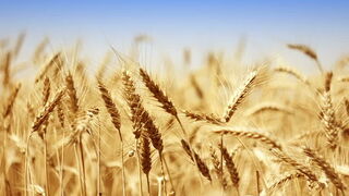 El precio del cereal y las necesidades de los súper atenazan a la industria del pan, la bollería y la pastelería
