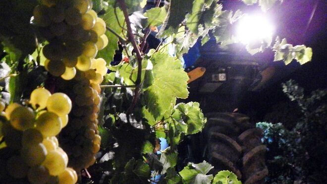 Pirineos espera recolectar 3,5 millones de kilos de uva