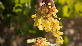 Barbadillo espera recolectar 11,2 millones de kilos de uva