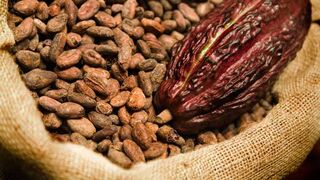 Mars: inversión millonaria por un cacao sostenible