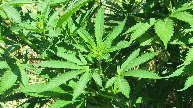 Canopy compra Supreme para liderar el sector del cannabis