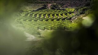 La DO Rioja blinda su producción hasta 2021