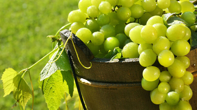 España exportará a China 3.000 toneladas de uvas en 2019