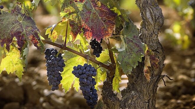 La DO Rioja prevé una cosecha "histórica" para este año