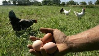 La moda de los huevos 'libres': te ayudamos a identificarlos