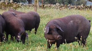 La Interprofesional del cerdo Ibérico se defiende de las acusaciones al sector