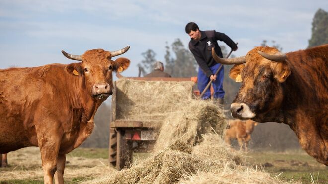 El sector ganadero se une frente a los ataques "interesados" a la carne