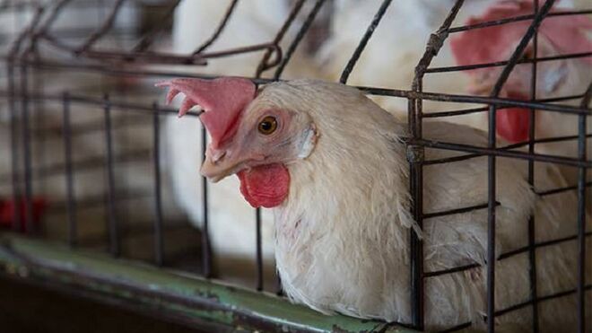 5.000 gallinas mueren asfixiadas en una granja de Cantabria