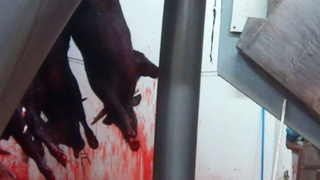 Avalancha legislativa para instalar cámaras en los mataderos de España