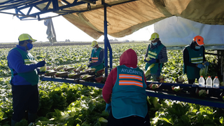 Los agricultores dan la espalda a los sindicatos: van a trabajar en masa durante la huelga
