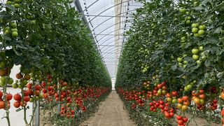 130.000 tomates, listos para ser lanzados en La Tomatina
