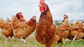 Nestlé solo utiliza huevos de gallinas libres de jaulas en Europa