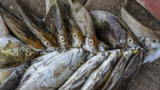 Greenpeace denuncia el 'robo' de pescado de los fabricantes europeos en África occidental