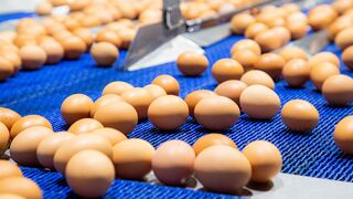 El sector del huevo supera los 1.000 millones en ventas en 2020