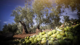 Cifras de récord para las ventas de aceite de oliva