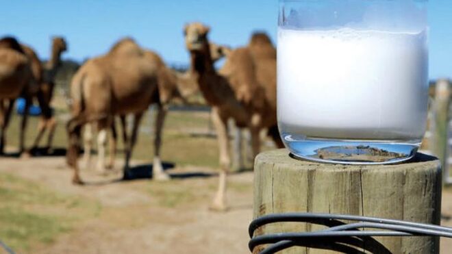 Una granja de Fuerteventura comienza a elaborar queso con leche de camella
