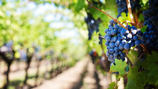 El sector del vino prevé una vendimia en España corta, pero de "calidad excepcional"