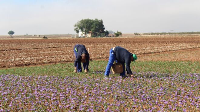 Azafrán de La Mancha cosecha 347 kilos en la campaña 2021,  el 42% menos de lo previsto