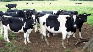 El sector lácteo al borde la ruina: se manifestará ante el Ministerio de Agricultura