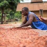 Nestlé anuncia un plan con repercusión social en la producción de cacao