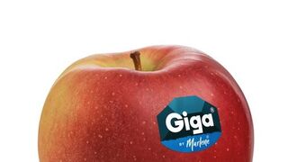 VOG comercializará 2.000 toneladas de sus manzanas Giga By Marlene