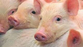 Las empresas porcinas generan el 10% del empleo del sector agrario en España