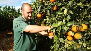 El sector citrícola español pide a Europa que apruebe el tratamiento de frío a las importaciones